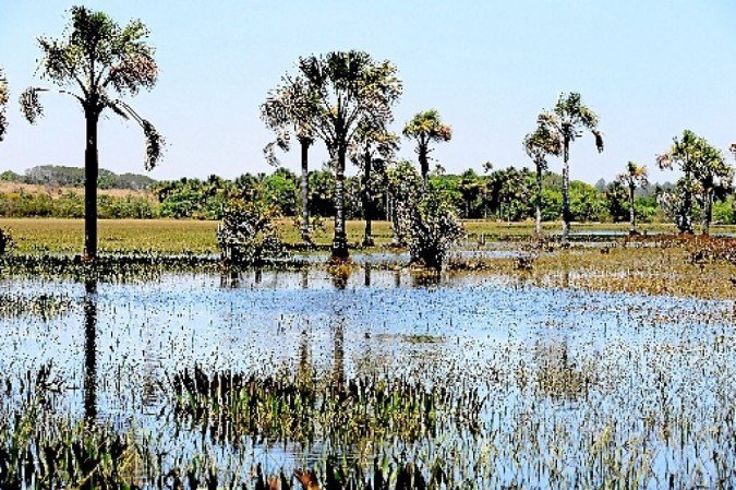 Escassez de água no cerrado põe em risco abastecimento de todo o país