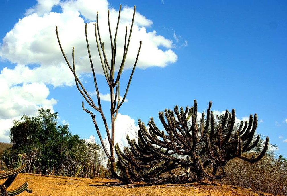 Caatinga está degradada mesmo em áreas preservadas, revela estudo